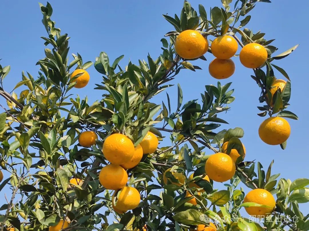 “蜜桔香氣飄萬里，一品甘甜雪峰桔”