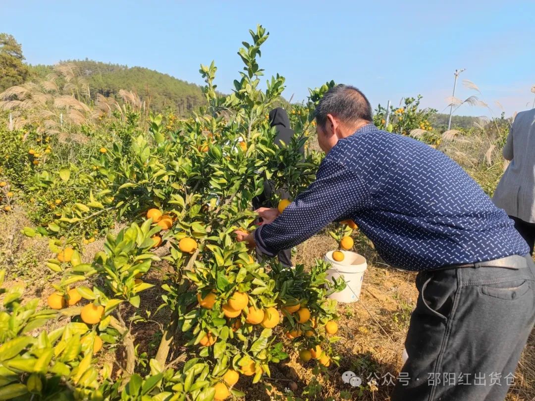 “蜜桔香氣飄萬里，一品甘甜雪峰桔”